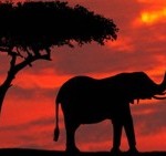 kenya