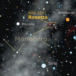 La rosa d’inverno nel muso dell’Unicorno