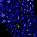 Una mappa della Materia Oscura a larga scala