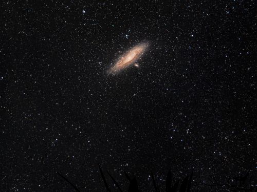 Andromeda sotto gli ulivi