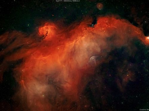 IC 2177 – NEBULOSA GABBIANO