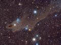 Nebulosa Squalo LDN1235