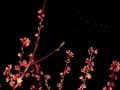 Fiori rosa, fiori di pesco… tra le Pleiadi