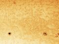 Sole in H-Alpha – Regioni attive 2996, 2995, 2994, 2993