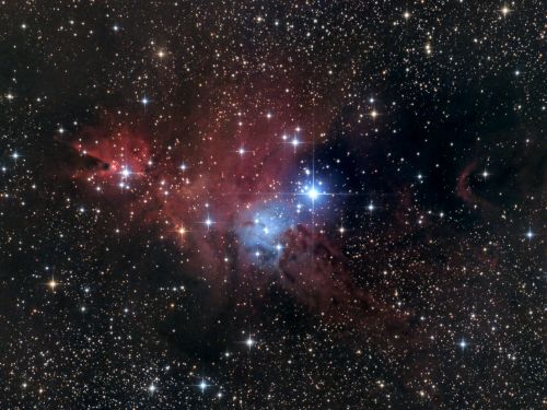 Ammasso Albero di Natale – Nebulosa Cono