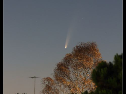 La cometa C-2020 F3 sorge dietro un albero.