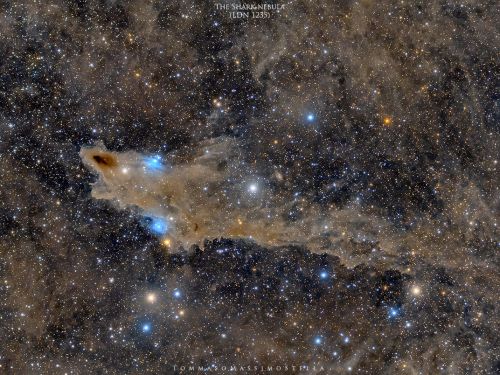 Nebulosa Squalo (LDN1235)