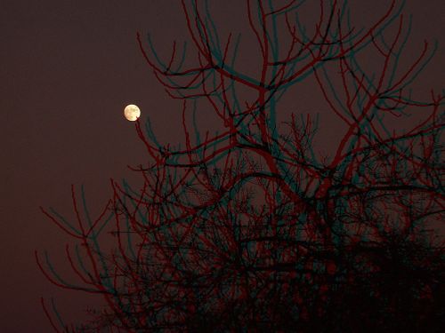 Sorgere della Luna tra gli alberi in 3d