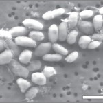 Il microbo GFAJ-1