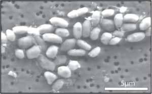 Il microbo GFAJ-1