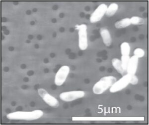 Il microbo GFAJ-1 nel fosforo