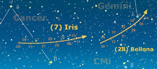 Il percorso dei due asteroidi Iris e Bellona in gennaio 2011