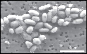 batteri che usano arsenico