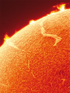 sole A Albarello