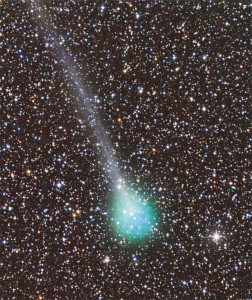 cometa ligustri