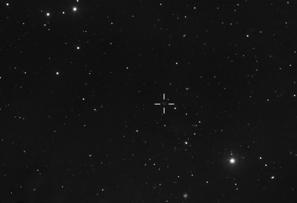 Chesire Cat - Stregatto