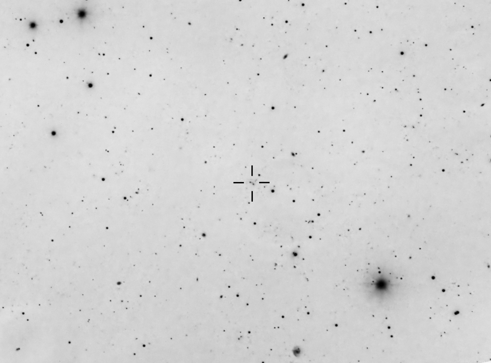 Chesire Cat - Stregatto