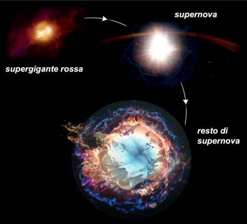 Figura 4. Schema evolutivo dalla stella progenitrice (supergigante rossa) alla supernova ed al resto di supernova. I modelli non sono in scala. Crediti: S. Orlando / INAF Palermo.