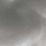 coelum 274 SCOPRI (750 x 150 px) (1)