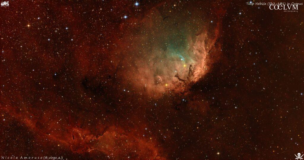 La nebulosa Tulipano