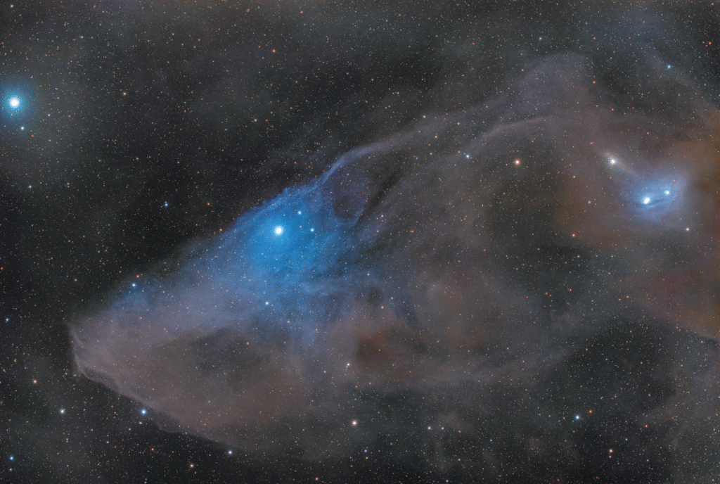 Testa di cavallo blu – IC4592
