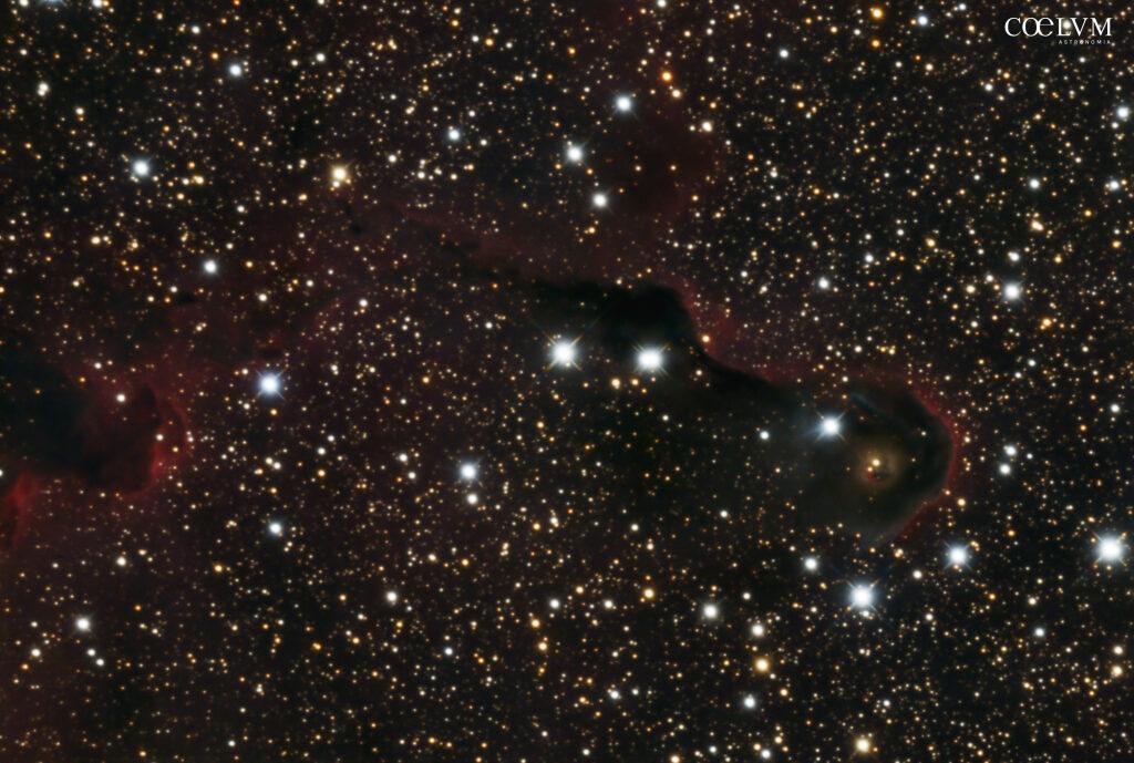 vdB 142 – Nebulosa Proboscide di Elefante