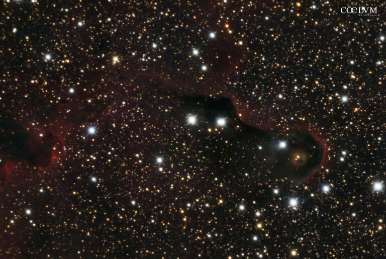 vdB 142 – Nebulosa Proboscide di Elefante