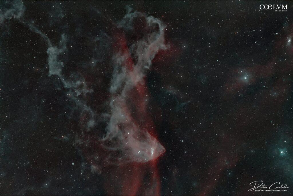 Un geco in una lucertola???