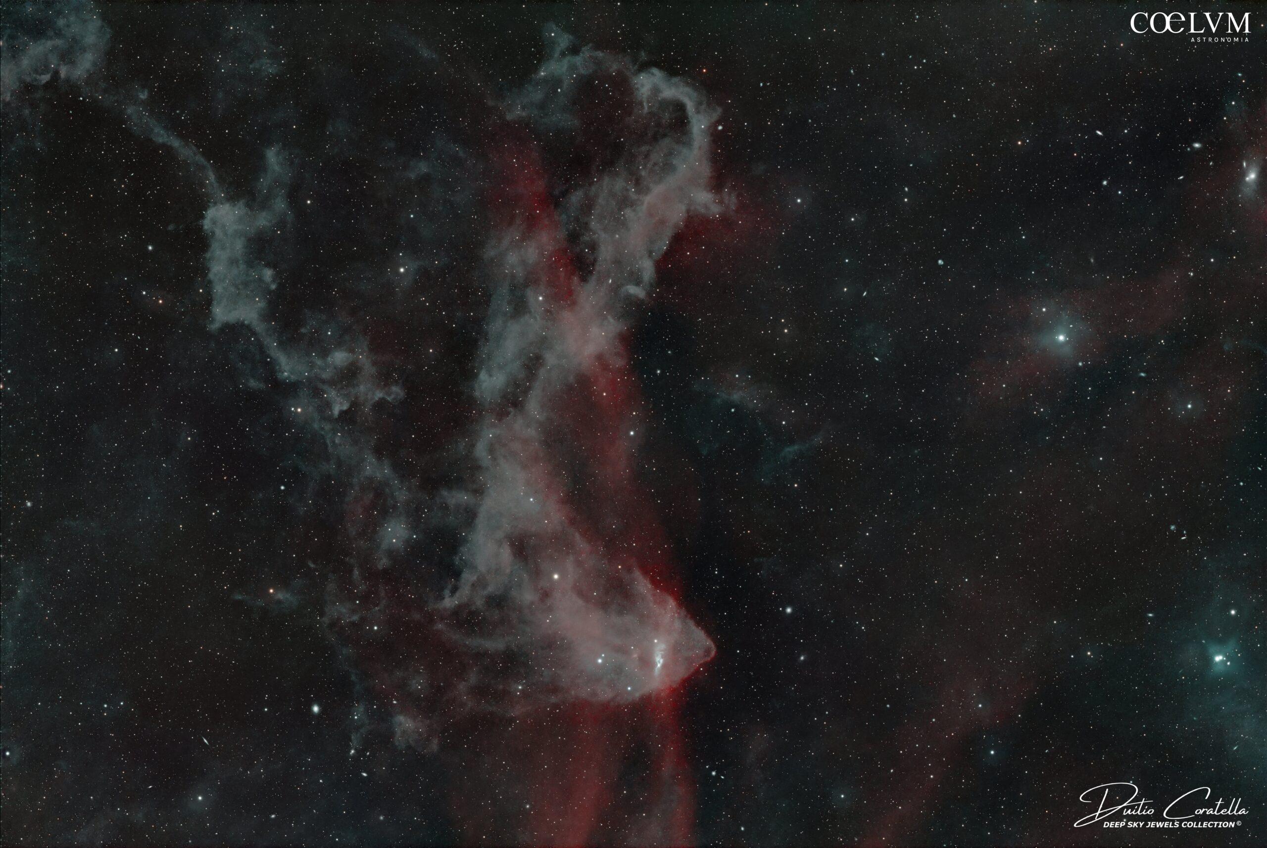 Un geco in una lucertola???