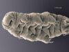I “Water Bears”: supereroi microscopici in missione nello spazio