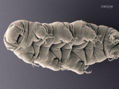 I “Water Bears”: supereroi microscopici in missione nello spazio