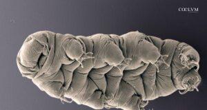 I “Water Bears”: supereroi microscopici in missione nello spazio