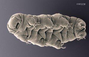 I “Water Bears”: supereroi microscopici in missione nello spazio