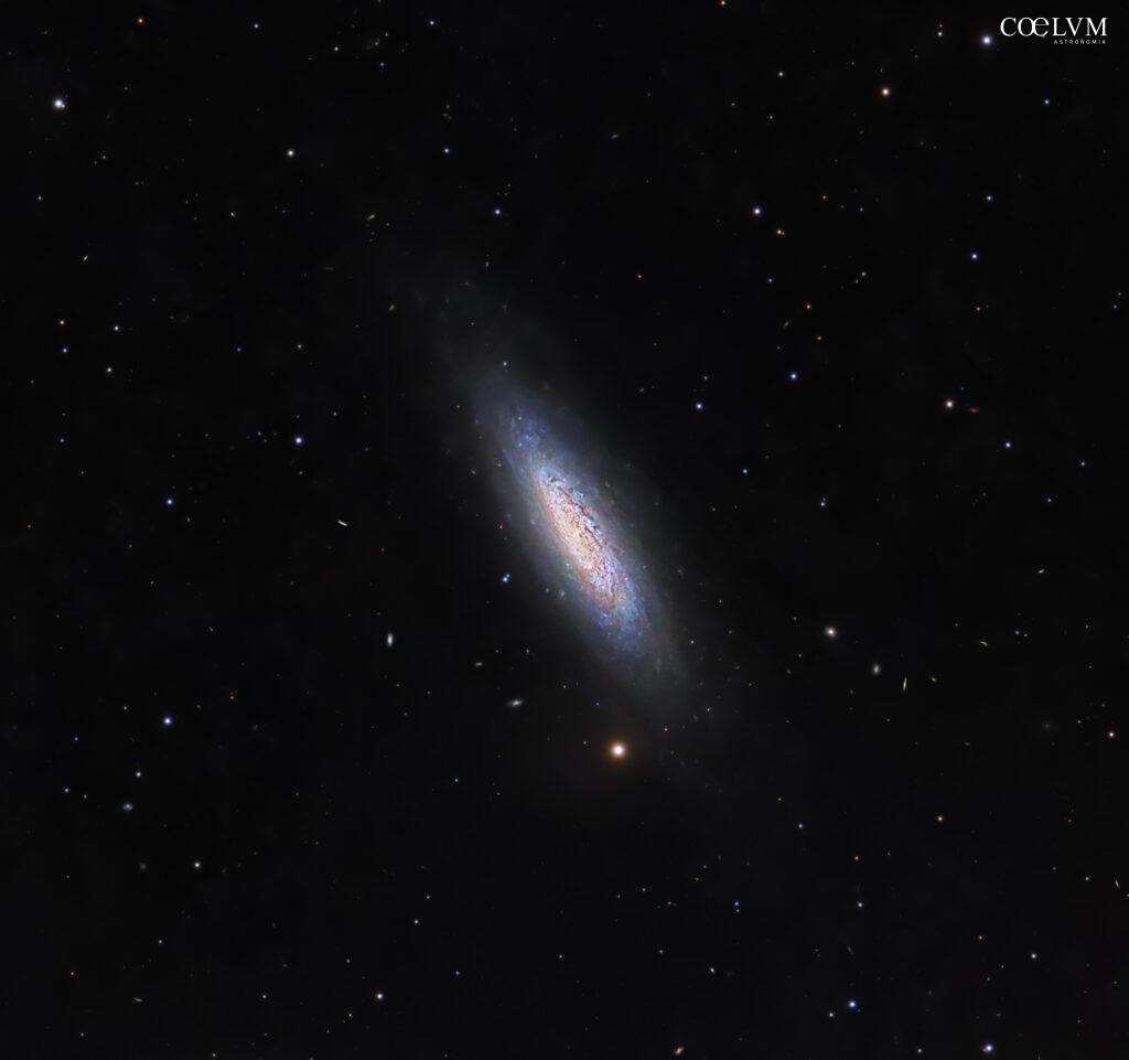 NGC 6503: galassia a spirale nel Dragone