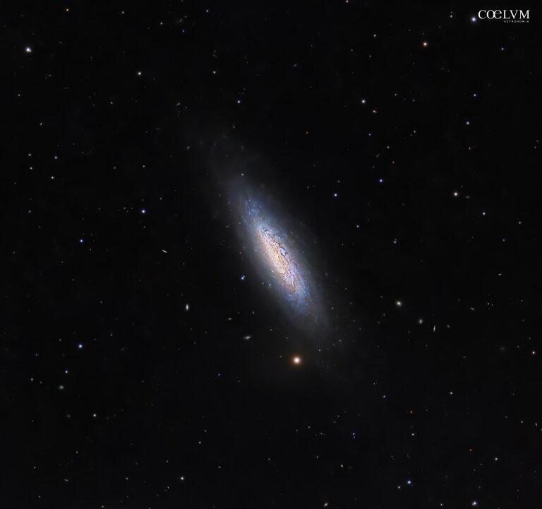 NGC 6503: galassia a spirale nel Dragone