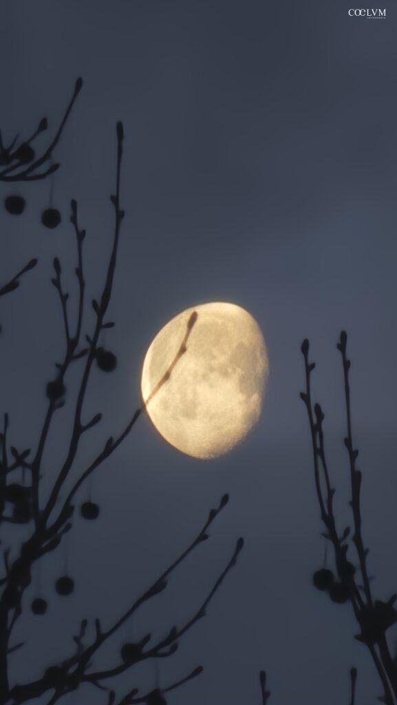 Risveglio Lunare tra i Rami