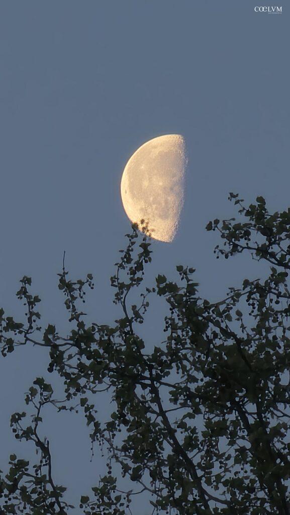 La Luna tra le Fronde del Mattino
