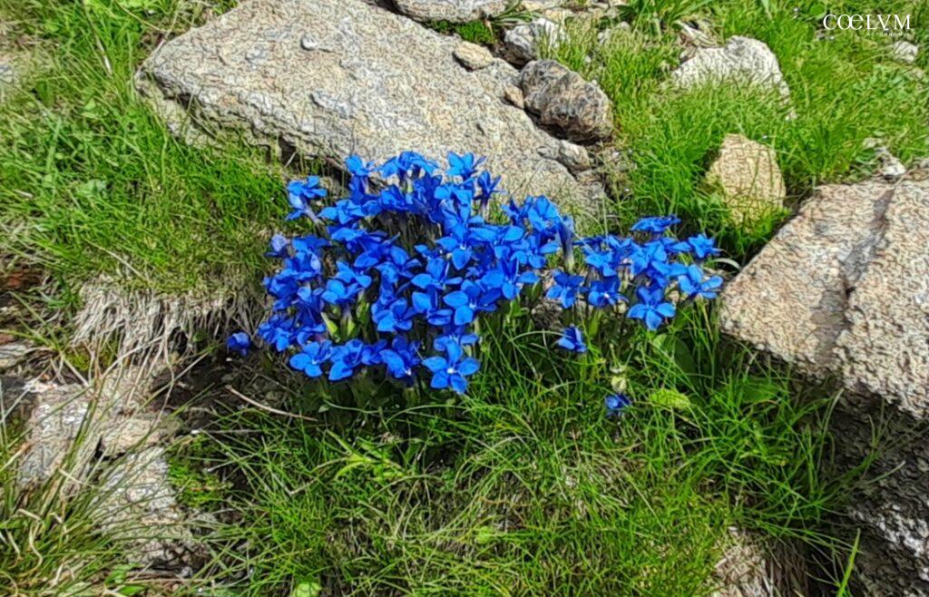 Gentiana Brachyphiylla o (genziana a foglie strette)