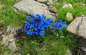 Gentiana Brachyphiylla o (genziana a foglie strette)