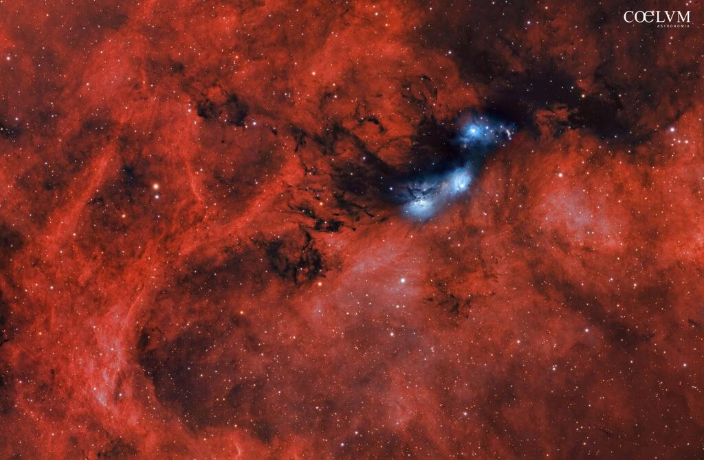 Isole azzurre, fiumi d’ombra e un mare di idrogeno. Luci e polveri nel complesso molecolare del Cigno