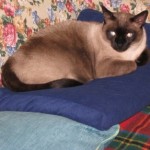 Foto del profilo di franco cassamagnaghi