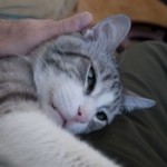 Foto del profilo di massimo cigna