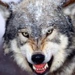 Foto del profilo di Luigi Michele Chiodo