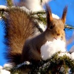 Foto del profilo di Francesco Vitale