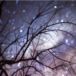 Foto del profilo di Stefania