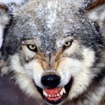 Foto del profilo di DANIELE DEL VECCHIO