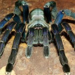 Foto del profilo di Maurizio Lionetti