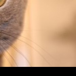 Foto del profilo di Claudio Mussoni