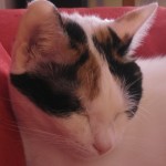 Foto del profilo di Elena Veccelli