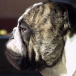 Foto del profilo di Franco Castiglioni